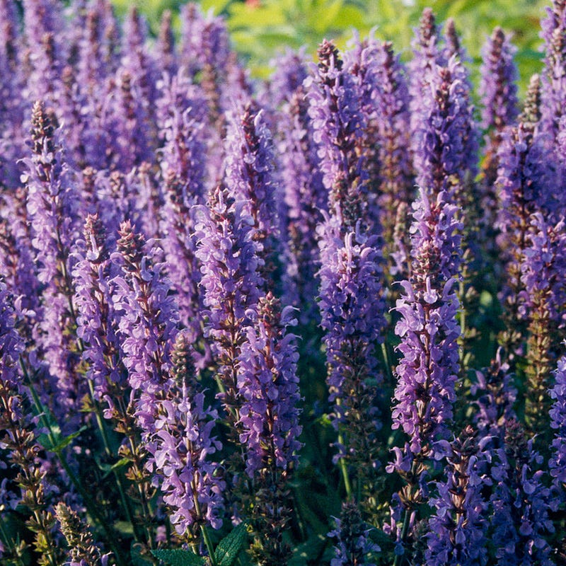 High Country Gardens Salvia sylvestris