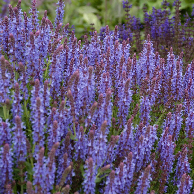High Country Gardens Salvia sylvestris - Thumbnail 3