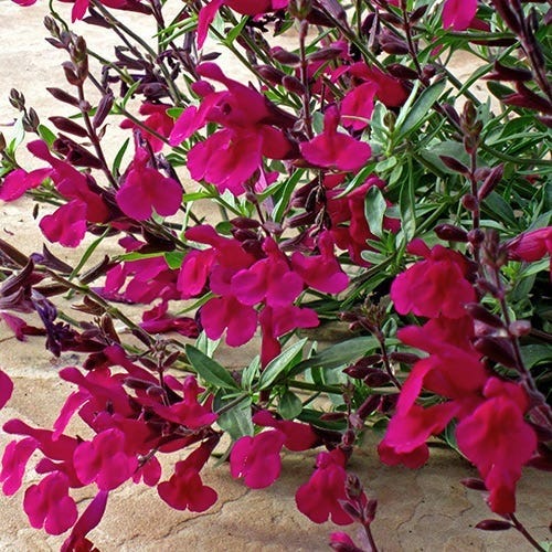 Burgundy Seduction Salvia