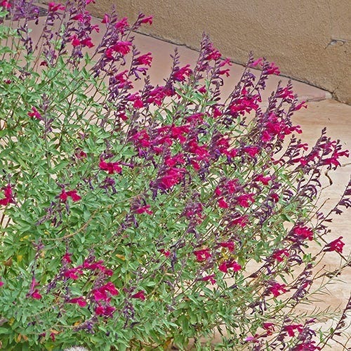 Burgundy Seduction Salvia