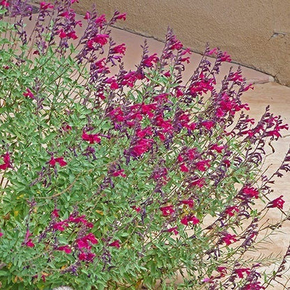 Burgundy Seduction Salvia