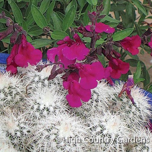 Burgundy Seduction Salvia - Thumbnail 3