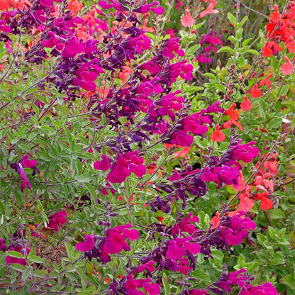 Cold Hardy Rainbow Salvia Collection