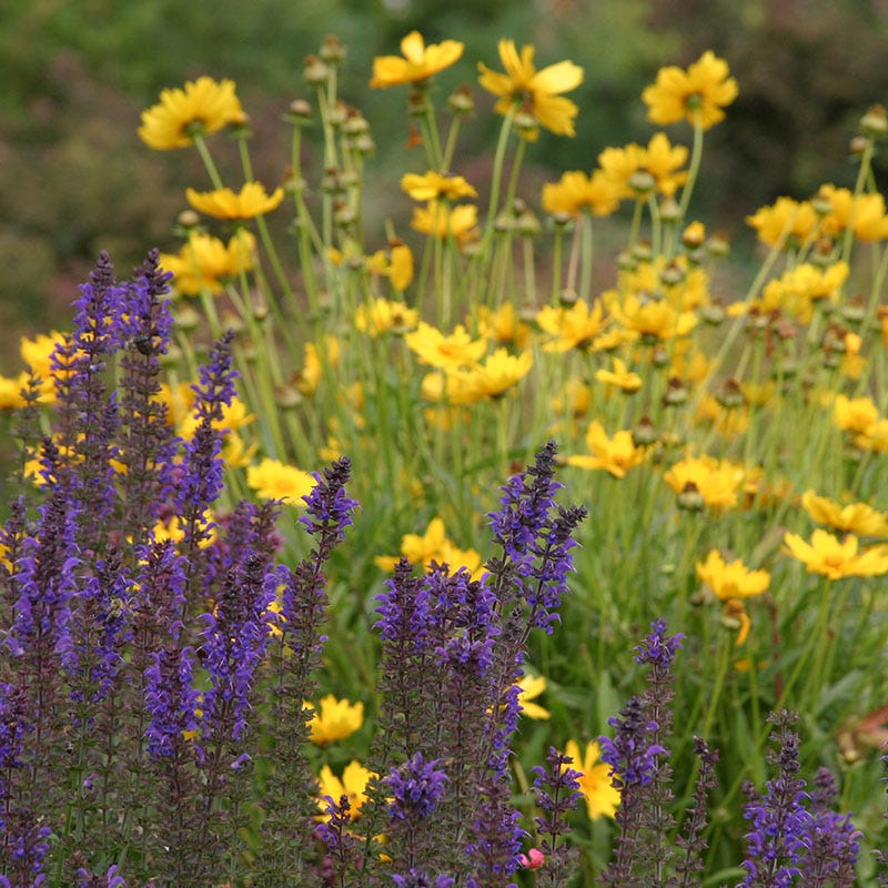 country flower seeds High Country Meadow Mix Native Wildflower Seed