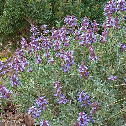 Robust Gray Great Basin Salvia - Thumbnail 2