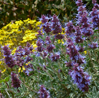 Robust Gray Great Basin Salvia