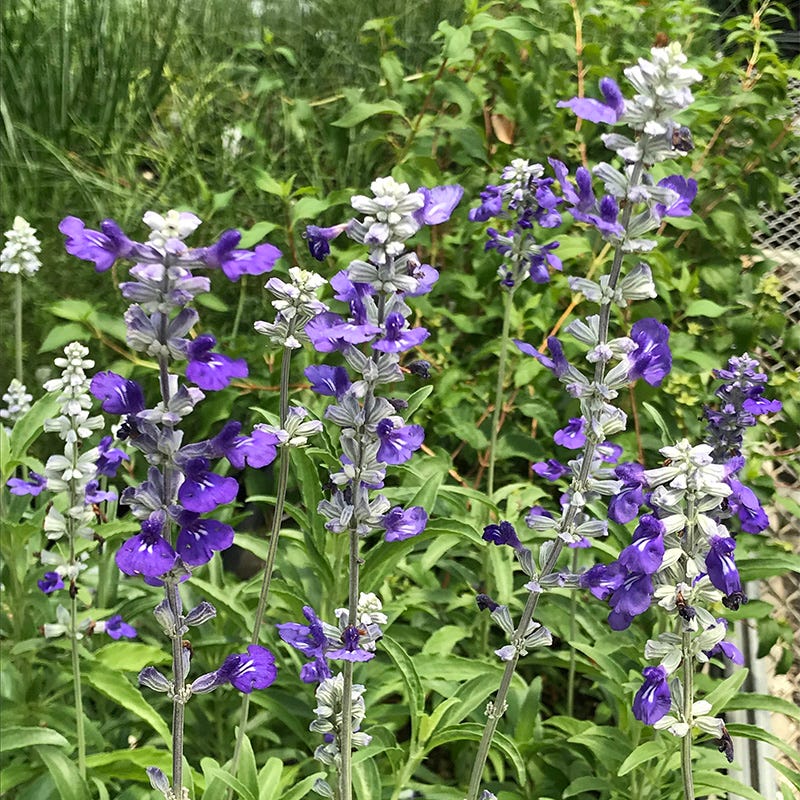 Texas Violet Salvia