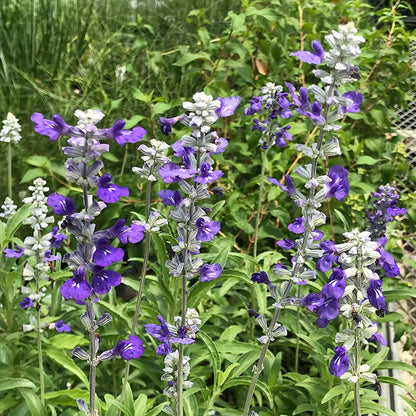 Texas Violet Salvia