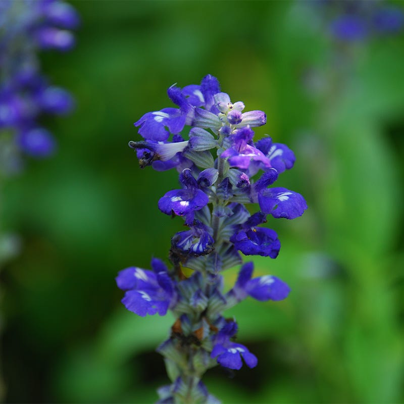 Texas Violet Salvia