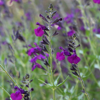 Cold Hardy Rainbow Salvia Collection