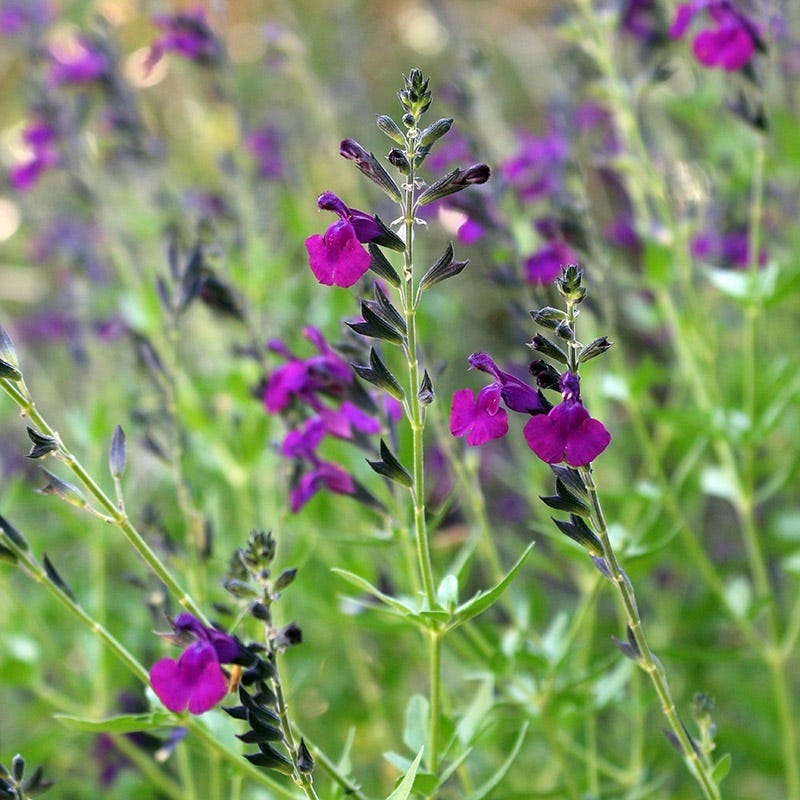 FlowerKisser Dark Shadows Salvia - Thumbnail 3