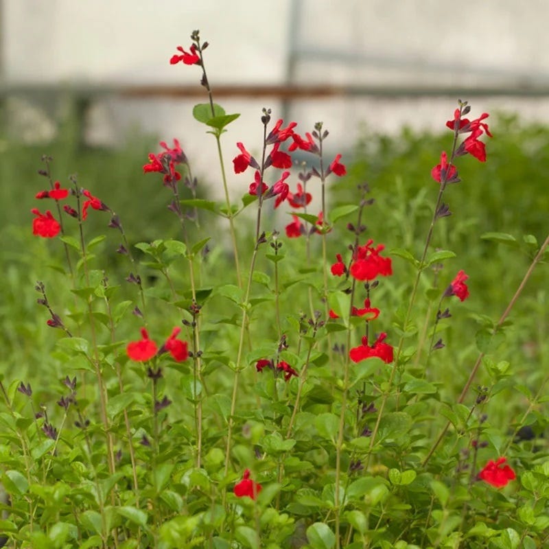 Furman's Red Texas Sage, Salvia greggii | Hummingbird Favorite