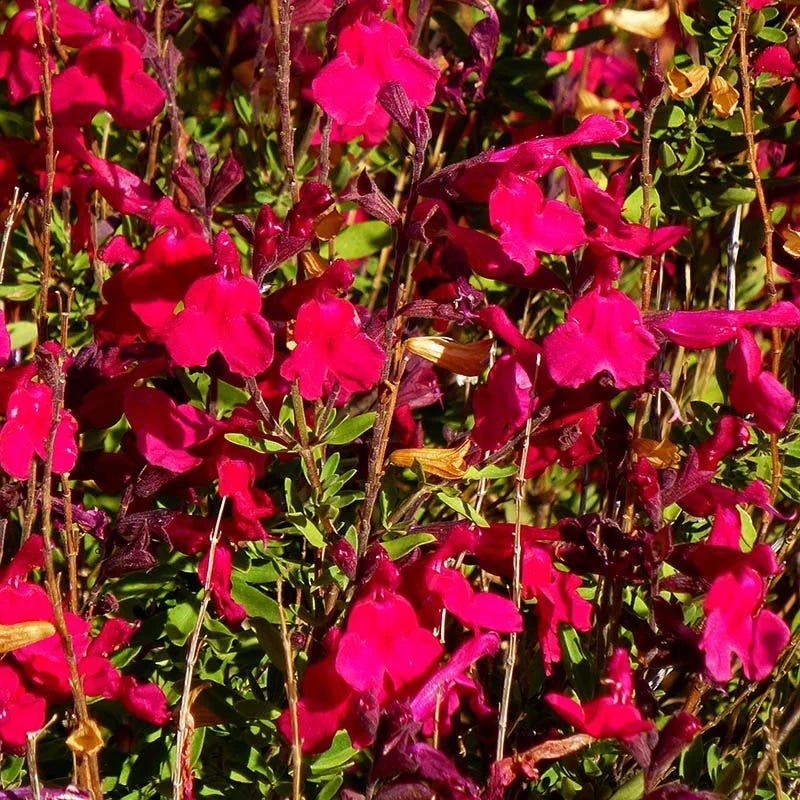Furman's Red Texas Salvia