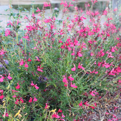 FlowerKisser® Coral-Pink Salvia