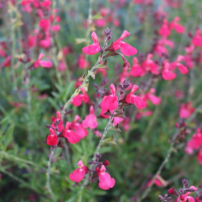 FlowerKisser Coral-Pink Salvia