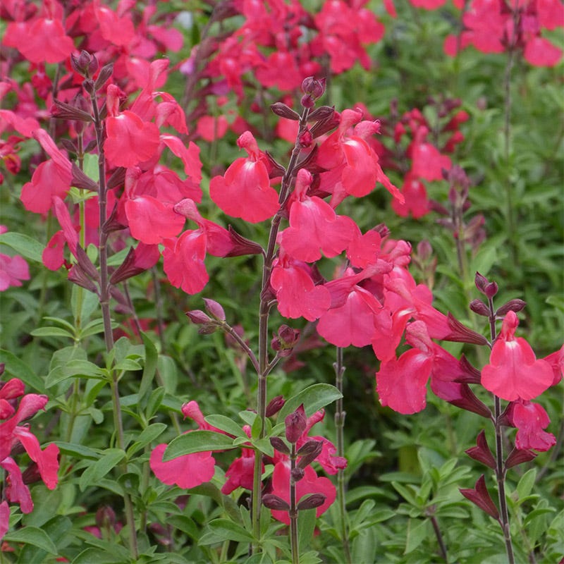 FlowerKisser Coral-Pink Salvia - Thumbnail 2