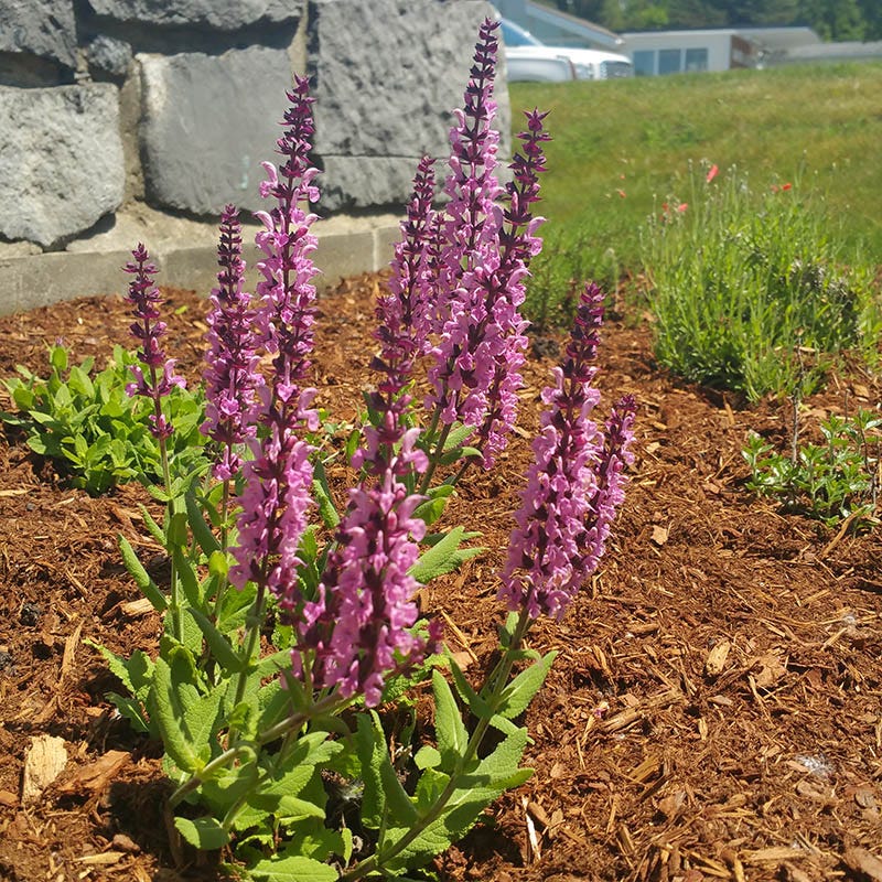 High Country Gardens Lyrical Rose Salvia - Thumbnail 4