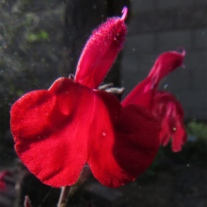 Cold Hardy Rainbow Salvia Collection