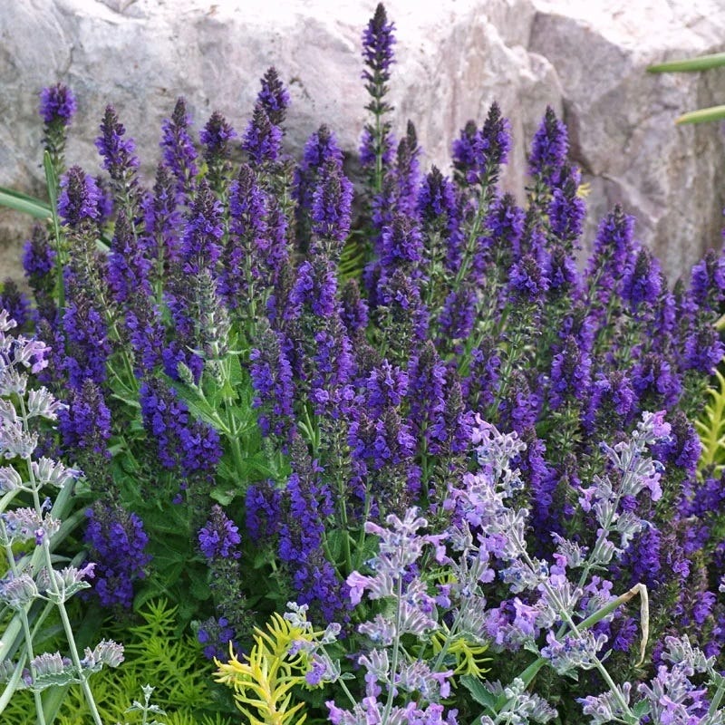 Marcus Dwarf Blue Salvia - Thumbnail 2