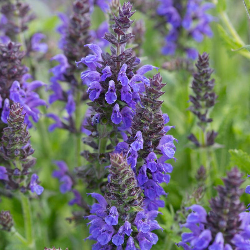 Marcus Dwarf Blue Salvia - Thumbnail 3