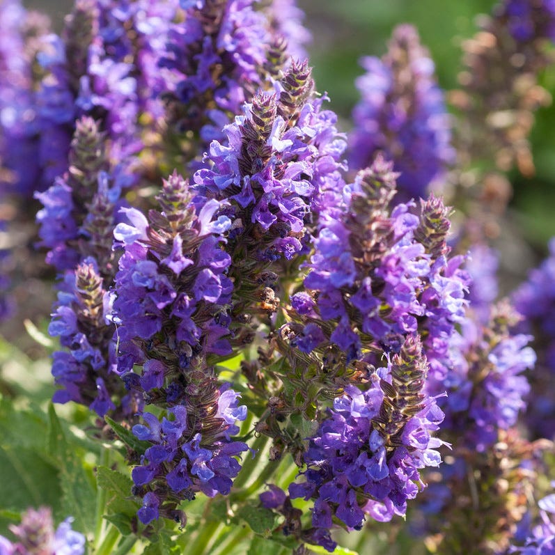 Marcus Dwarf Blue Salvia