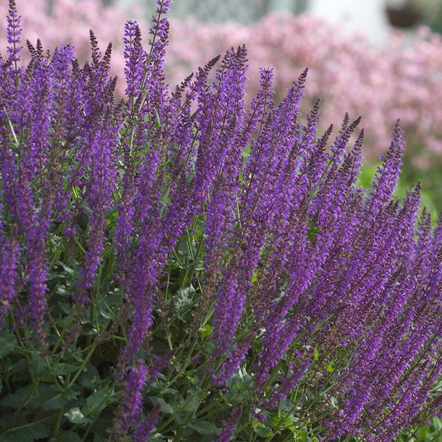 May Night Salvia|Salvia 'May Night' (Meadow Sage)