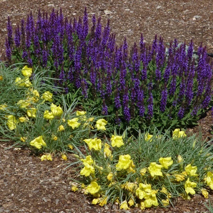 Salvia sylvestris - Thumbnail 4