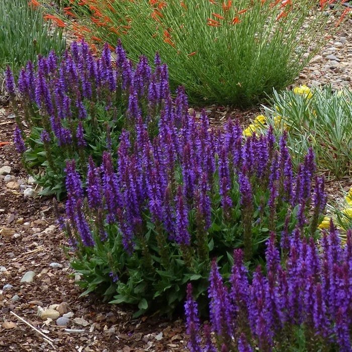 Salvia sylvestris - Thumbnail 3