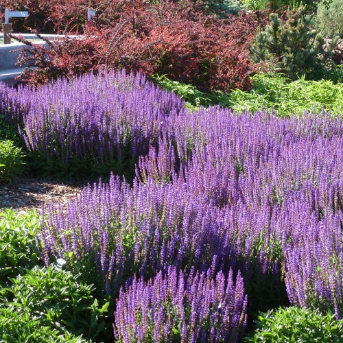 May Night Meadow Sage, Salvia sylvestris