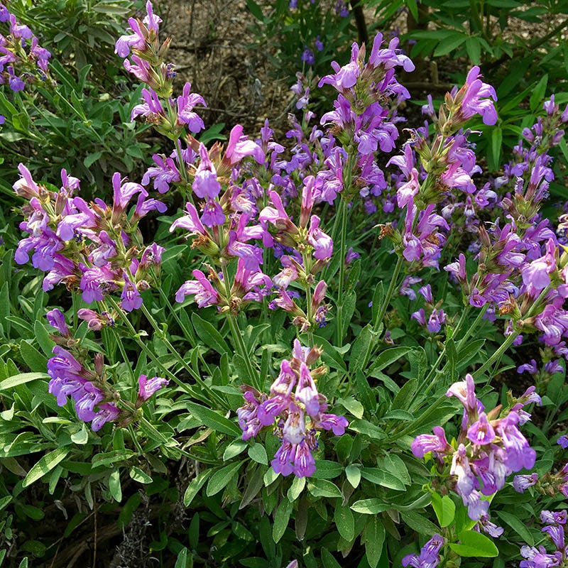 HOA Friendly Collection | Water-Smart Curb Appeal Plants