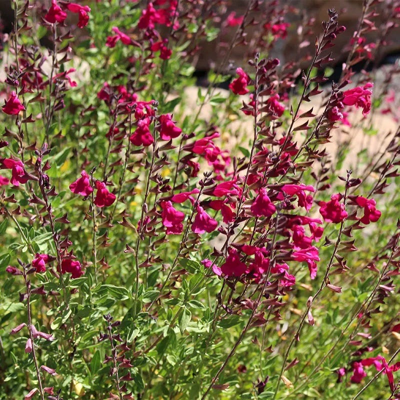 Raspberry Delight Hybrid Bush Sage, Salvia Raspberry Delight | High ...