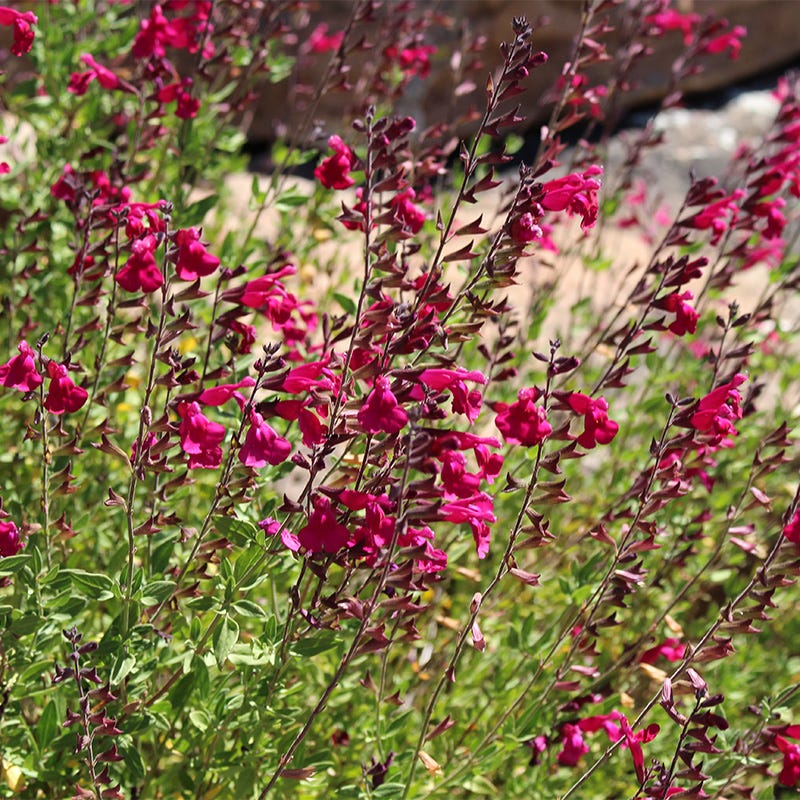 Cold Hardy Rainbow Salvia Collection