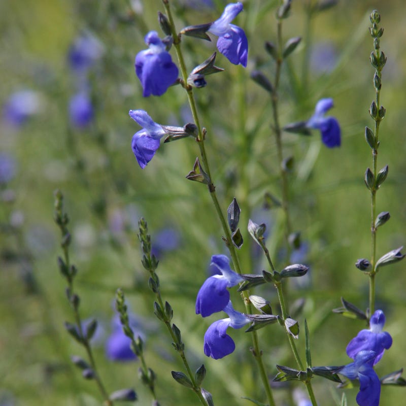 Autumn Sapphire Salvia - Thumbnail 2