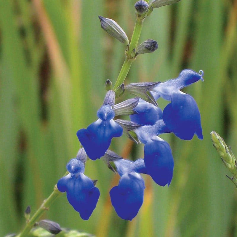 West Texas Grass Salvia