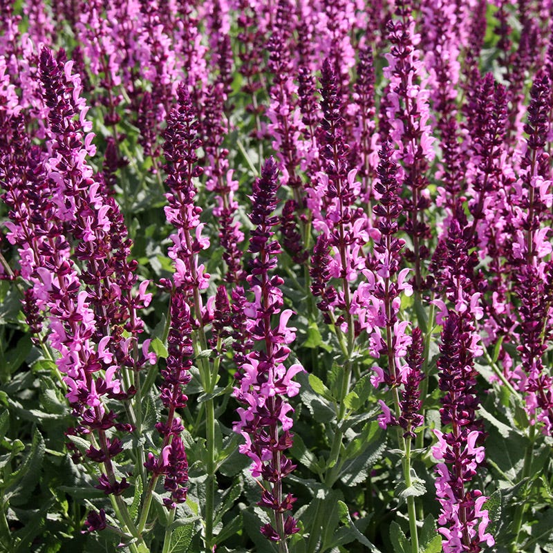 High Country Gardens Lyrical Rose Salvia - Thumbnail 3