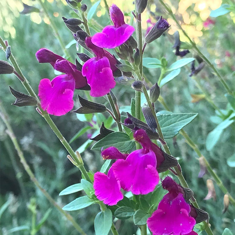 FlowerKisser® Royal Rose Salvia