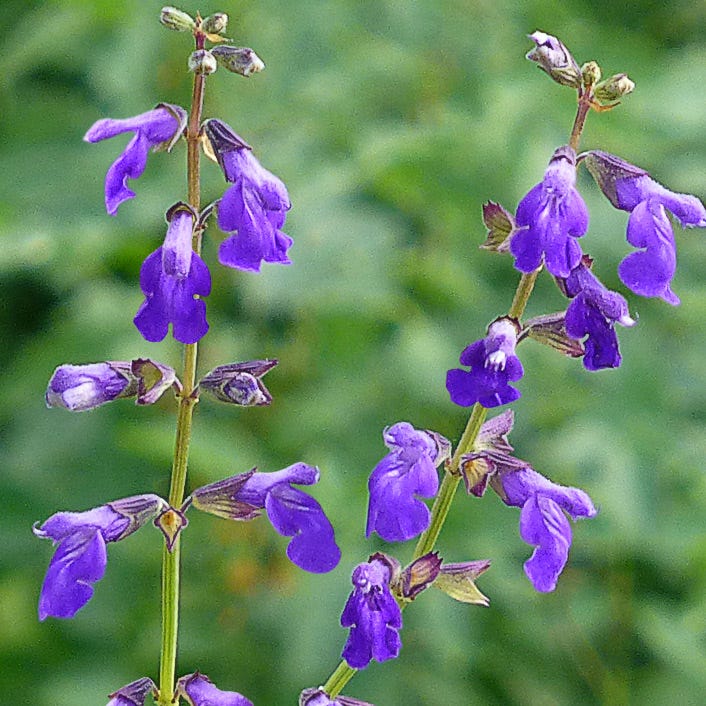 Deep Blue Arizona Salvia