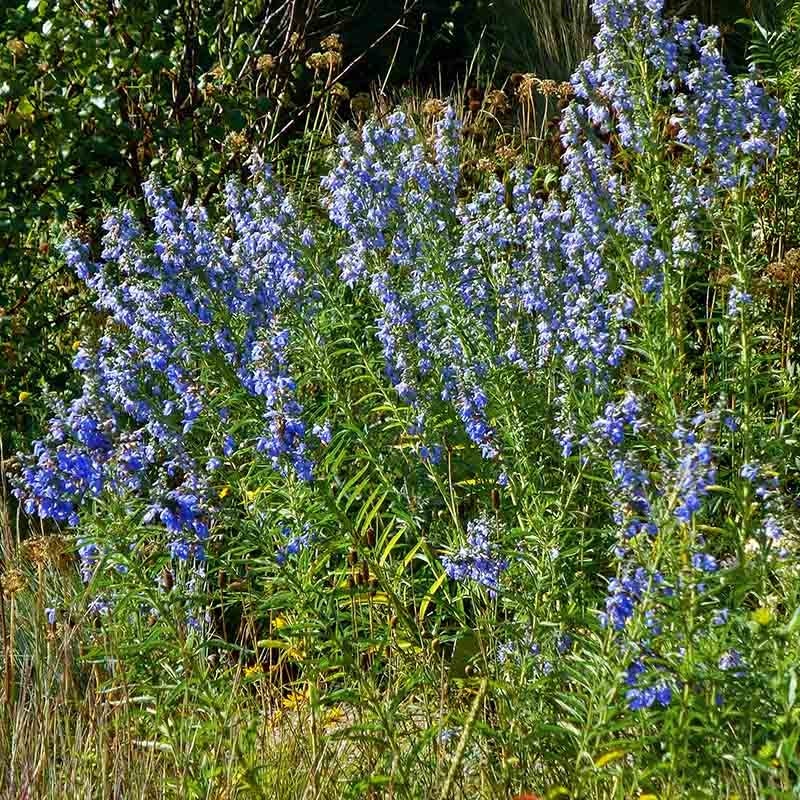 New Mexico Prairie Sage, Salvia azurea | High Country Gardens