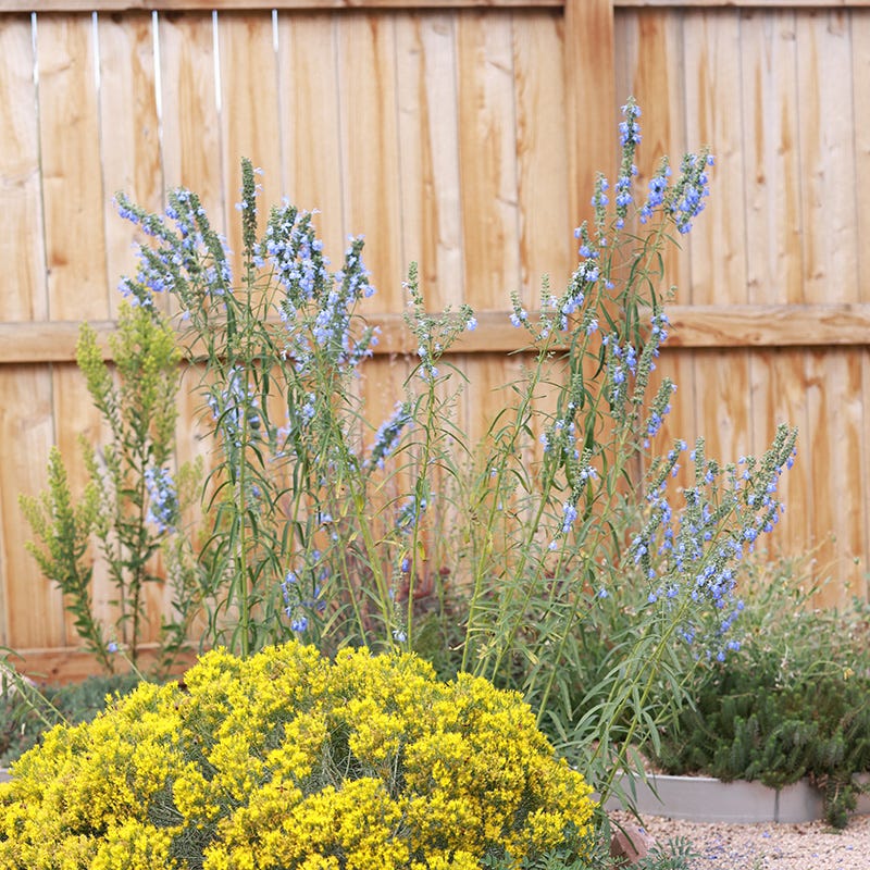New Mexico Prairie Sage, Salvia azurea | High Country Gardens