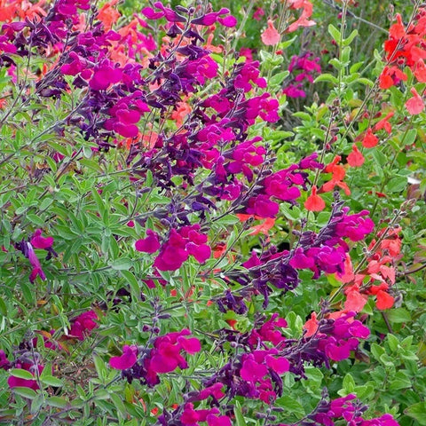 Burgundy Seduction Salvia | Red | Pla...