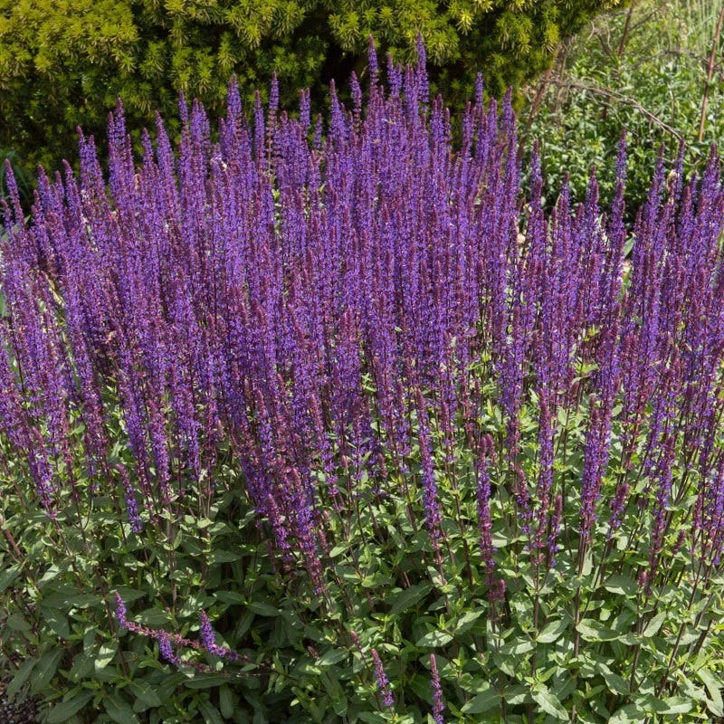 Caradonna Salvia