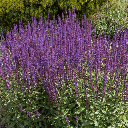 Caradonna Salvia