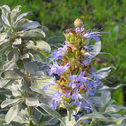 Robust Gray Great Basin Salvia