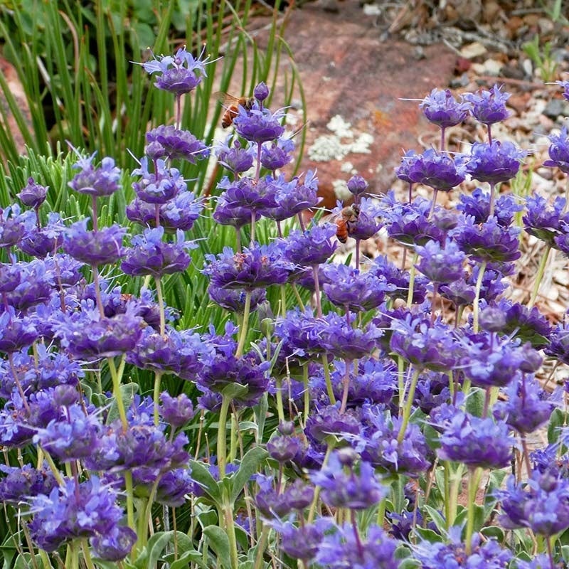 High Country Gardens Salvia - Thumbnail 2