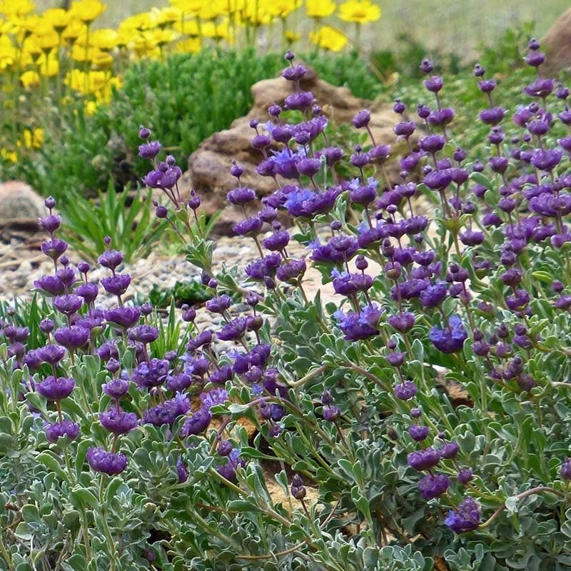 Desert Purple Salvia