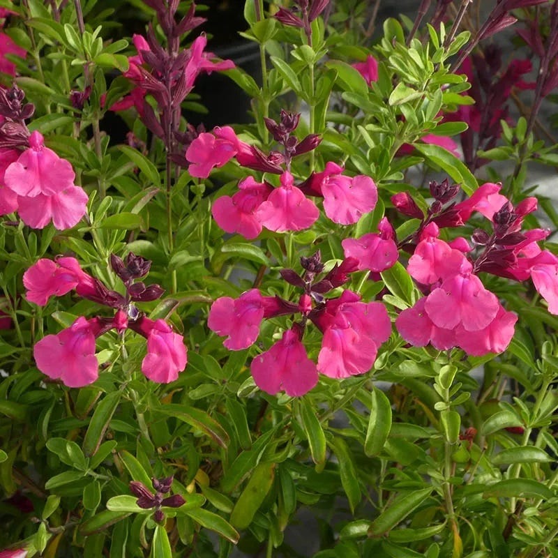 Cold Hardy Pink Texas Salvia
