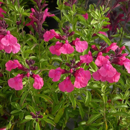 Cold Hardy Pink Texas Salvia