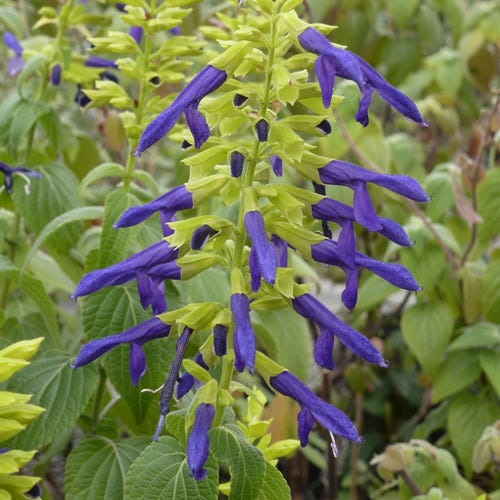 Salvia mexicana 'Limelight'