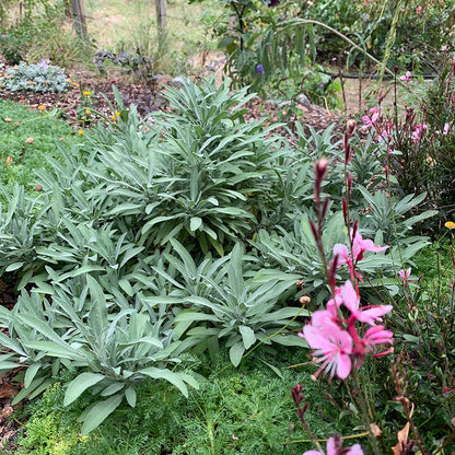 Dwarf Common Sage (Salvia)