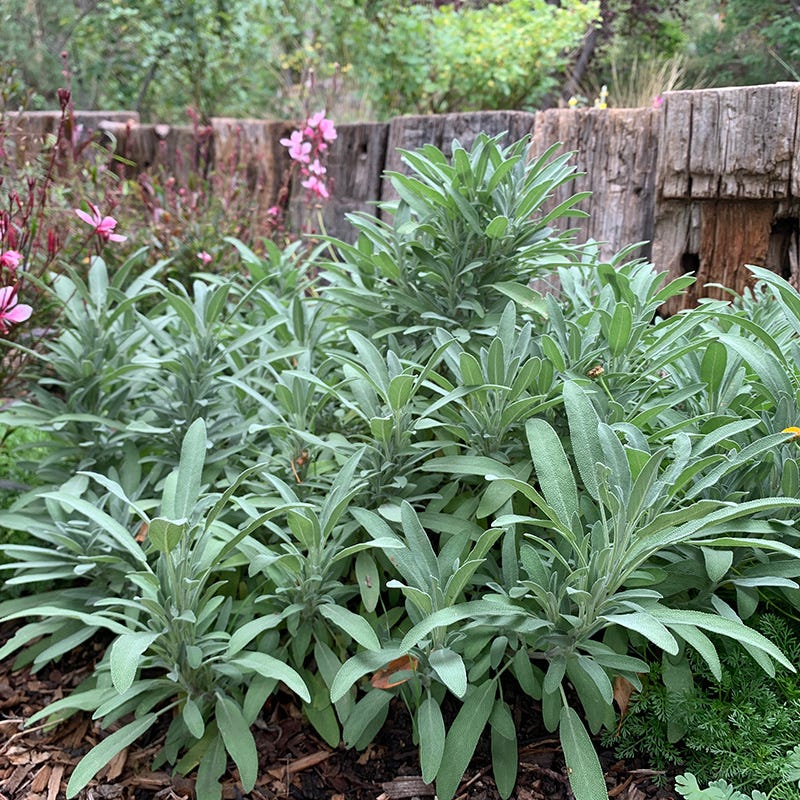 Dwarf Common Sage, Salvia officinalis Minimus